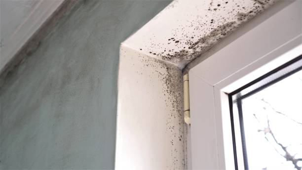 Best Crawl Space Mold Removal  in Beaver Dam, KY