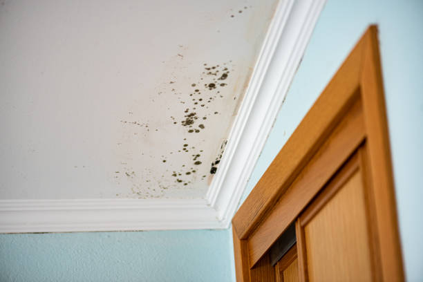 Mold Testing and Removal in Beaver Dam, KY